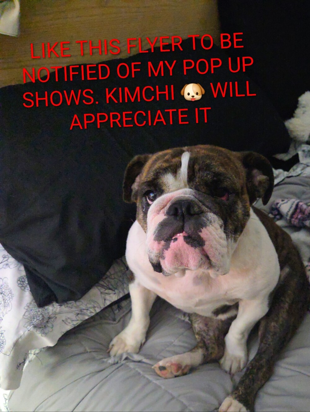 Pop Up Show Silent Or Live.